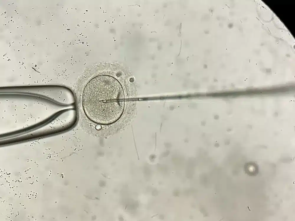 Needle being injected into egg