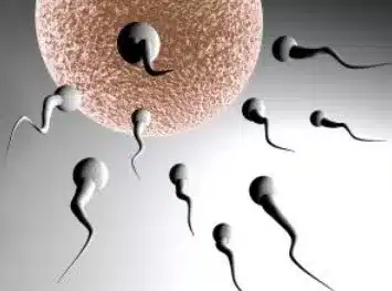 Sperm accessing an egg